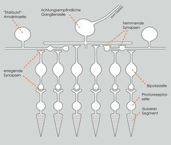 Verschaltung der Nervenzellen in der Netzhaut des Auges. Lichtreize  werden in d