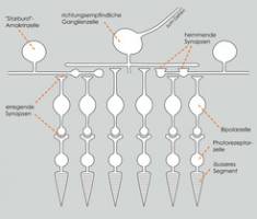 Neues Mikroskop entziffert Schaltkreise des Auges