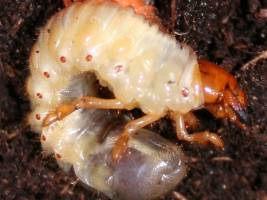 Nicht ohne meine Mikroben