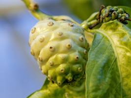Noni-Frucht macht Fruchtfliegen fruchtbar
