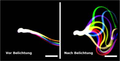 Optogenetik macht unfruchtbare Mäuse wieder fruchtbar