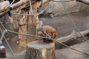 Orangutans spontaneously use wooden hammers to crack nuts