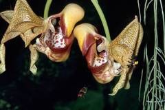 Coryanthes kaiseriana mit ihren Bl�tenbesuchern, Prachtbienen der Gattung Euglos