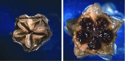 Origami auf der Samenkapsel