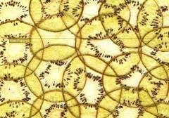 Kiwi-Papyrus des K�nstlers Alfons Koller. Foto: Botanischer Garten der Universit