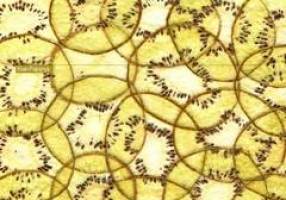 Papier hat viele Seiten: Finissage der Ausstellung ,,Papier & Pflanze