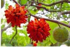 Fruchtender Papiermaulbeerbaum (Broussonetia papyrifera) im Botanischen Garten. 