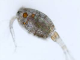 Parasiten sabotieren sich gegenseitig