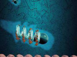 Per Mikroschwimmer zur Magenwand