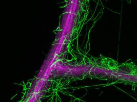Pflanzen halten sich Pilz-Untermieter nach Bedarf