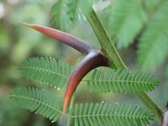 In den Dornen der B�ffelhorn-Akazie leben Ameisenv�lker. Foto: Botanischer Garte