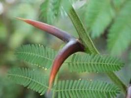 Pflanzen und Ameisen: eine besondere Beziehung