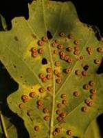 Pflanzengallen: Wie Insekten Pflanzen manipulieren