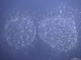 Pflanzenschädling entstand durch Verschmelzung zweier Arten