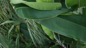 Pflanzenvielfalt erhöht Insektenvielfalt