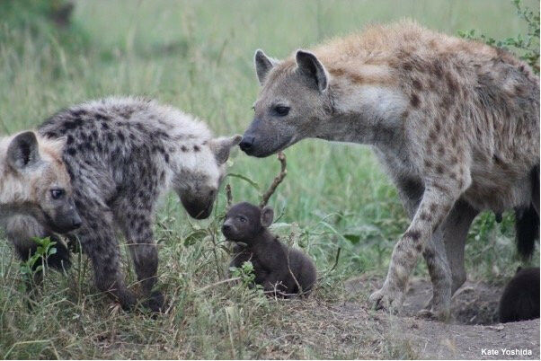 Shortly after birth, a young hynea (centre) inherits its rank in the social heir