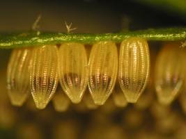 Professor Monika Hilker Receives Silverstein-Simeone Award