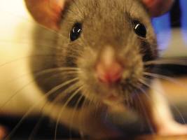 Ratten besitzen doppelte Weltsicht