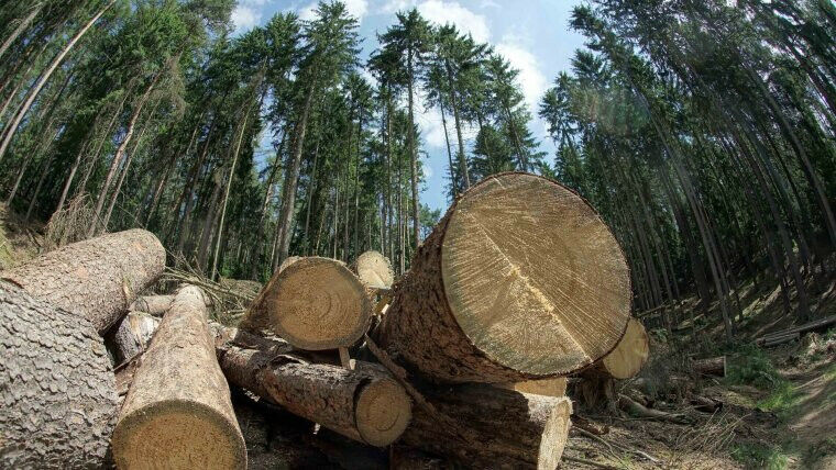 Harvested trees in a forest near Stadtroda. The forest industry produces large q