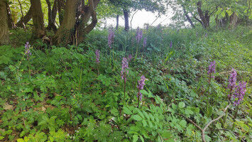 Environment - Rethinking Europe s nature reserves - UNI-GOETTINGEN Rethinking Europe s nature reserves