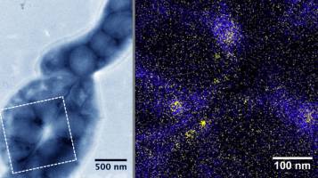 Richtungsweisende Biominerale