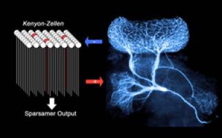 Riesen-Interneuron sorgt für sparsame Kodierung