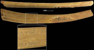 Ritzungen auf Mammutrippe aus Welterbe-H�hle geben R�tsel auf