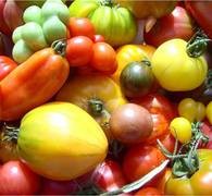 Auch bei Tomaten gibt es viele Farben und Formen. Bild: Botanischer Garten