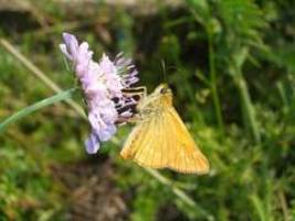 Schmetterlinge und Bl�tenpflanzen - Was sich liebt, das ne(c)kt sich