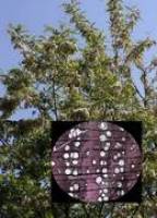 Sch�nheit und Funktion von Holz und Rinde durch das Mikroskop betrachtet