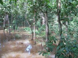 Schutz für brasilianische Feuchtgebiete