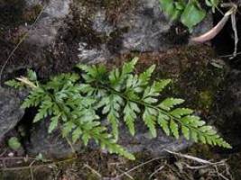 Schwarzer Streifenfarn vom Aussterben bedroht