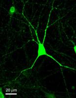 Sensibler Lichtschalter für Nervenzellen