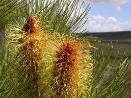 Silberbaumgewächse sind Phosphat-Sparmeister