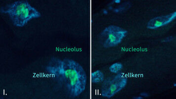 Sprungbrett für forschende Ärzte