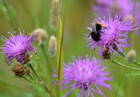 Steinhummeln sind Wirte f�r gef�hrliches Bienen-Virus