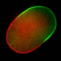 Strömende Zellproteine bestimmen Vorne und Hinten