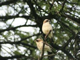 Testosteron steuert Sologesang bei tropischen Vögeln