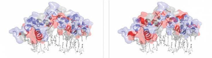 Transkriptionsfaktoren: Funktion folgt Form