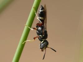 Treue Partner seit der Kreidezeit