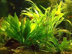 Blick in eines der tropischen S��wasser-Aquarien  Foto: Alexandra Kehl