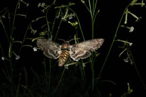 Trügerische Blüten