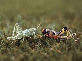 Überleben unter Kannibalen