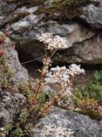 �berlebensstrategien auf der Schw�bischen Alb