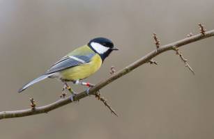 Übermut tut Meisen selten gut