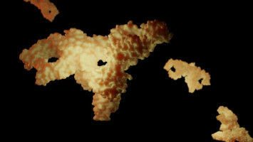 Unique nasal microbiome