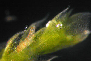 University of Stuttgart names new tardigrade species