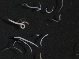 Uralte Partnerschaft zwischen Wimperntierchen und Bakterien