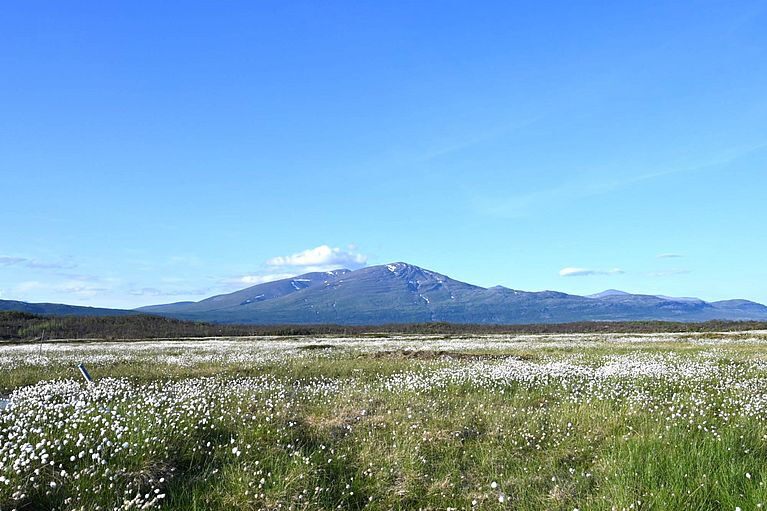 Blühendes Wollgras im Torfmoor von Stordalen bei Abisko in Schweden. Der Permafr