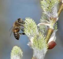Vielfalt, �kologische Bedeutung und Nutzung der Weiden